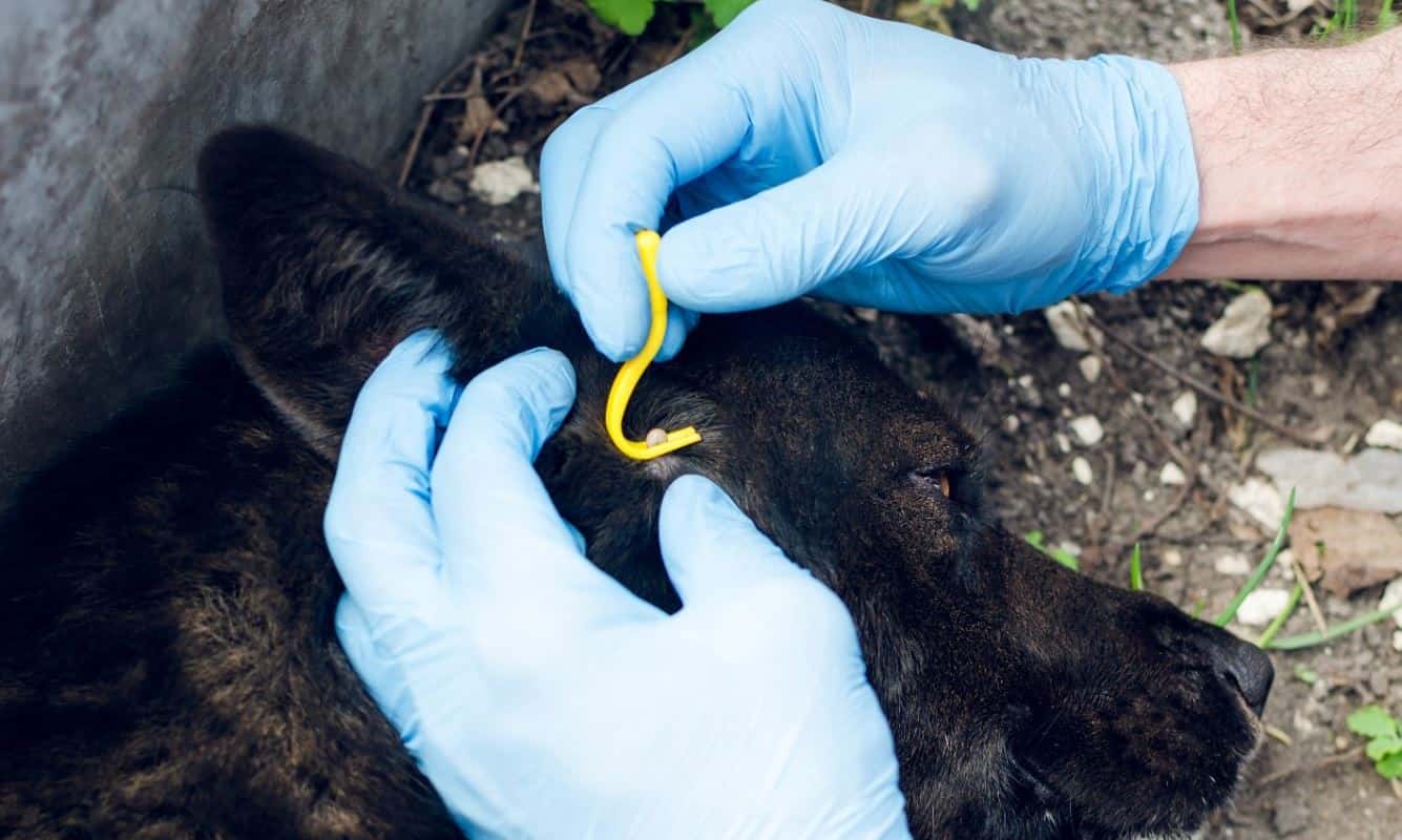 Black dog and tick Vet removing a tick from black dog