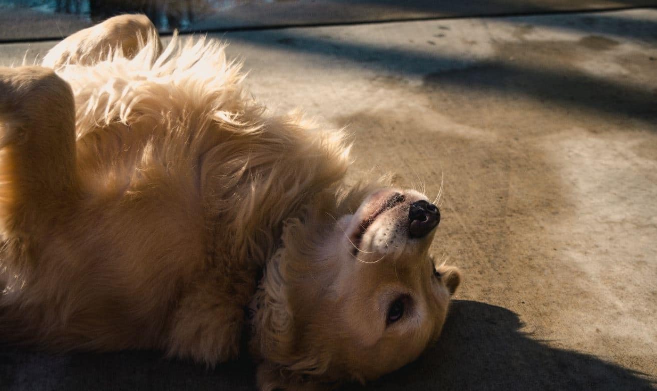 Golden retriever rolling over the ground Golden retriever