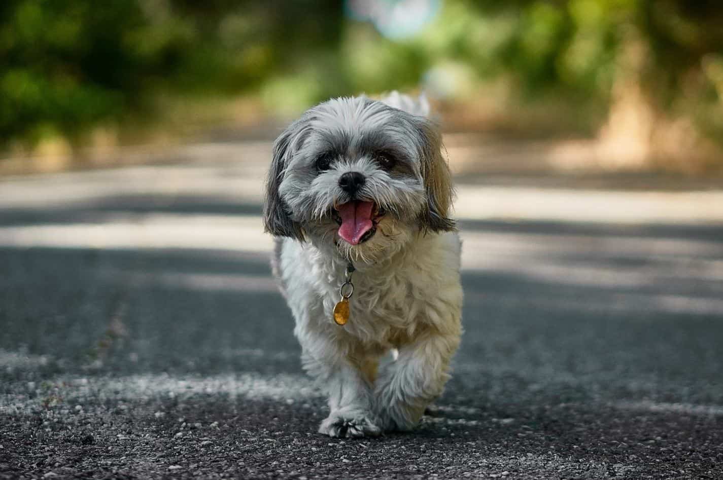Shi Tzu adapt month Shi Tzu running on the street