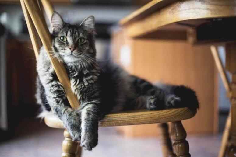 Tabby cat adapt Tabby cat lying on chair