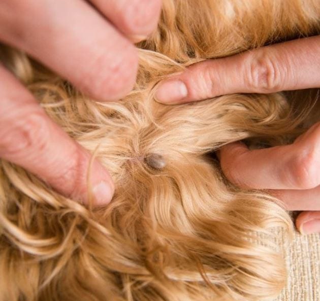Tick in hair Tick in a dog with brown hair