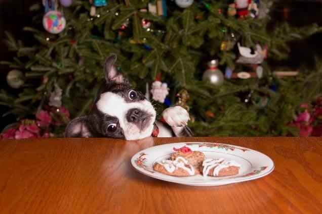 Dog Funny Look Dog gives funny look over table