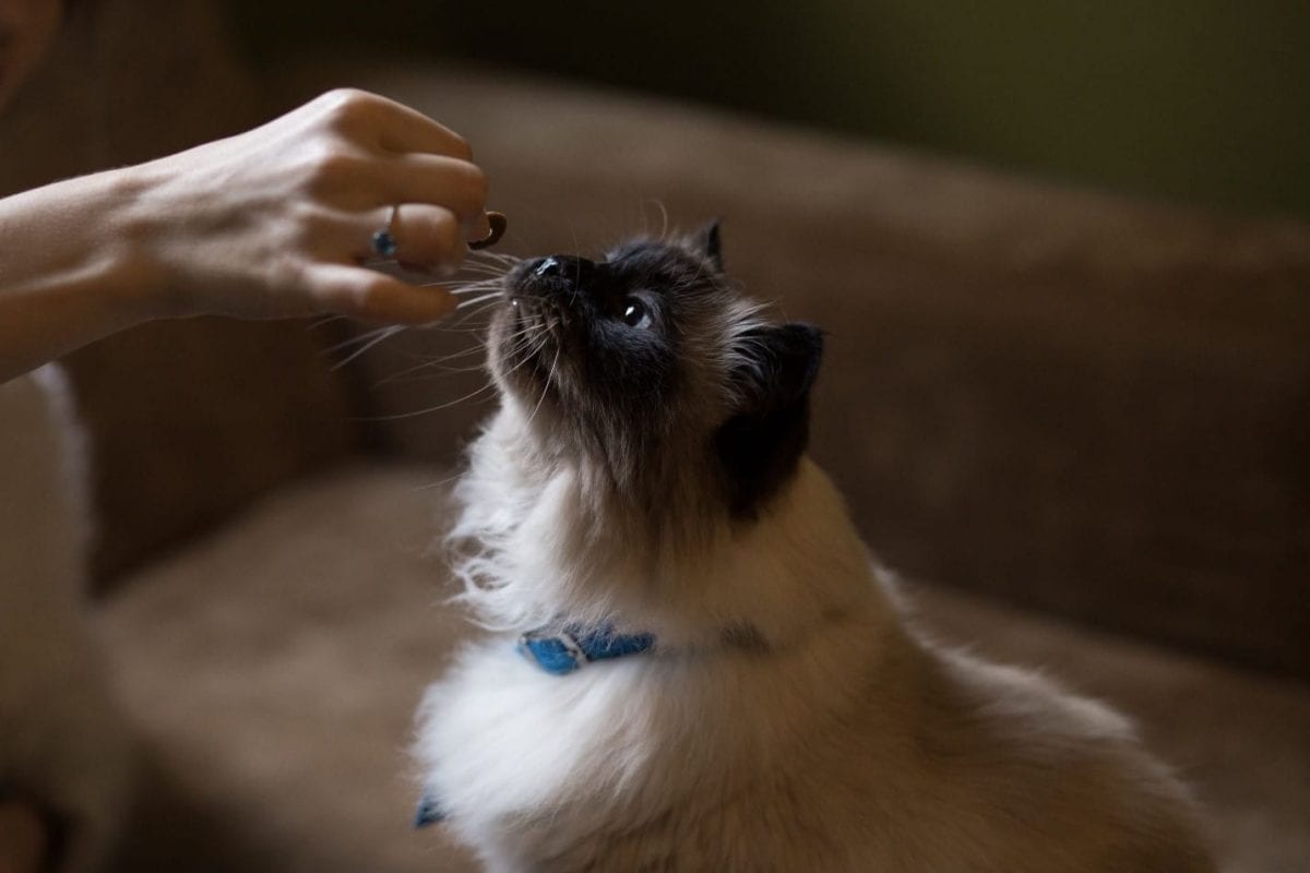 Cat cbd Cat attracted by snack