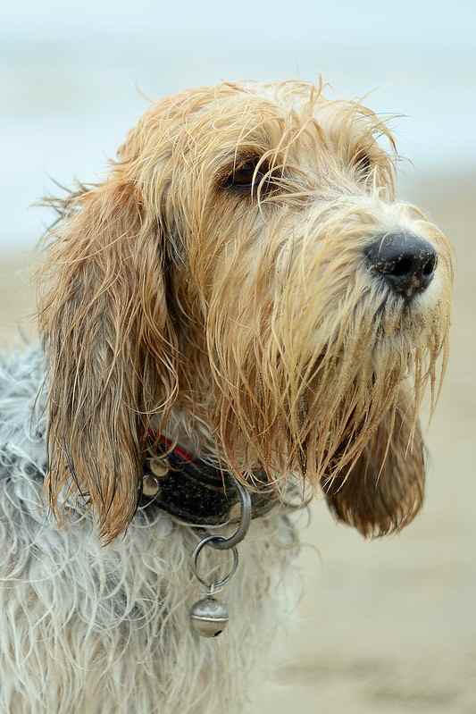 New breed dogs in 2019 Grand Basset Griffon Vandeen and Nederlandse Kooikerhondje