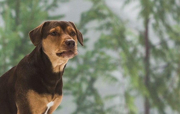 Brown pitbull Brown pitbull looks away