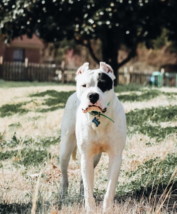 Dogo Argentino Dogo Argentino is of the new dog breeds in 2020