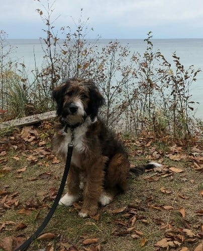 Bernedoodles, 2019 new breed Bernedoodles 2019