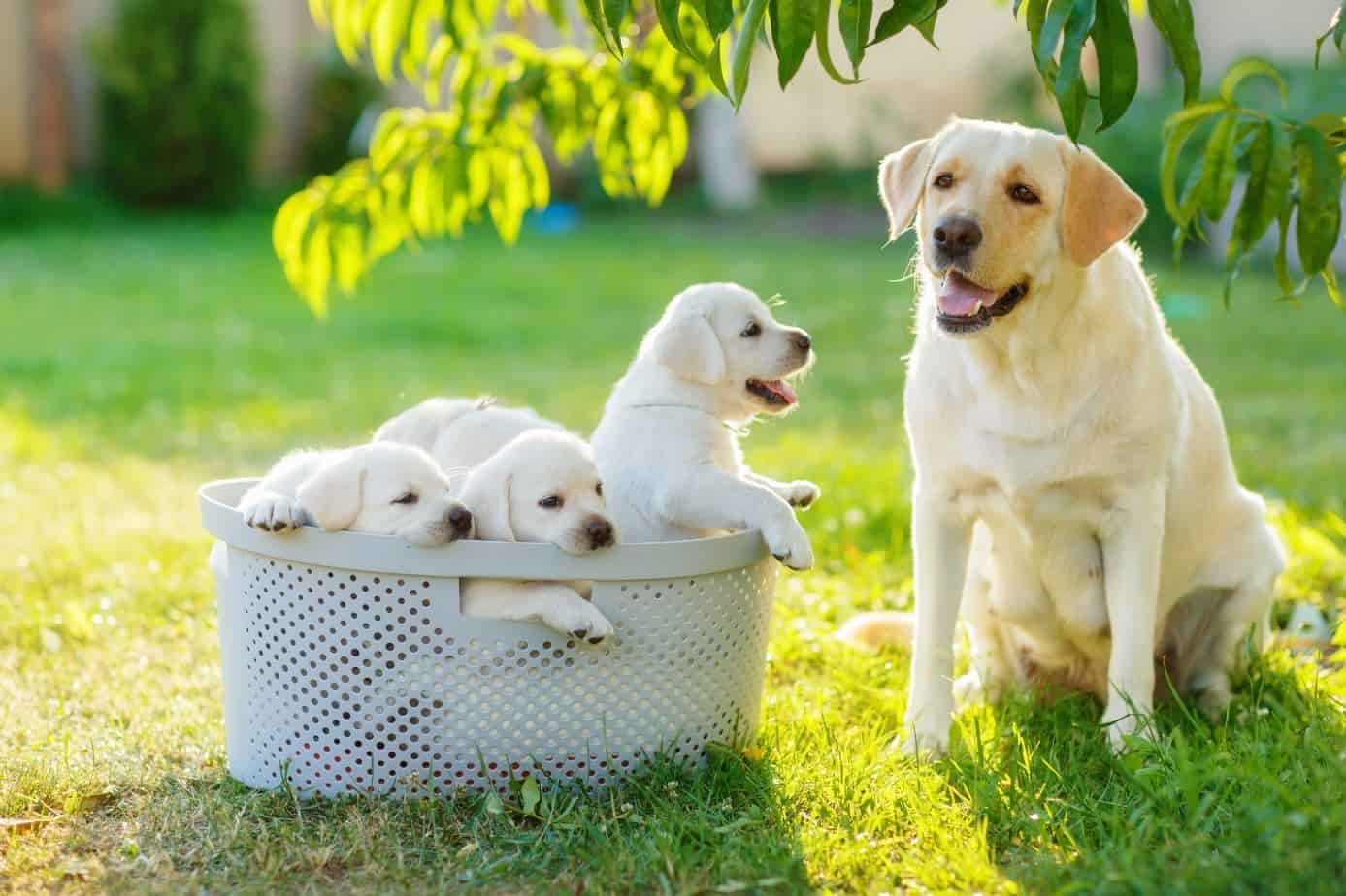 Parent dog puppies golden retriever and 3 puppies
