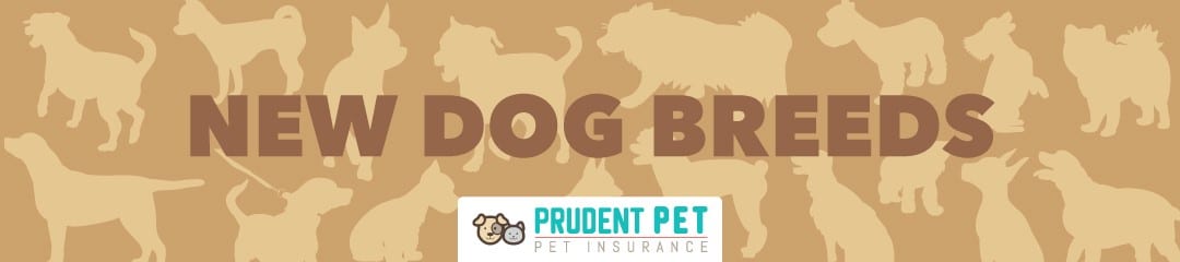 Prudent Pet breed Prudent Pet newest breed 2019