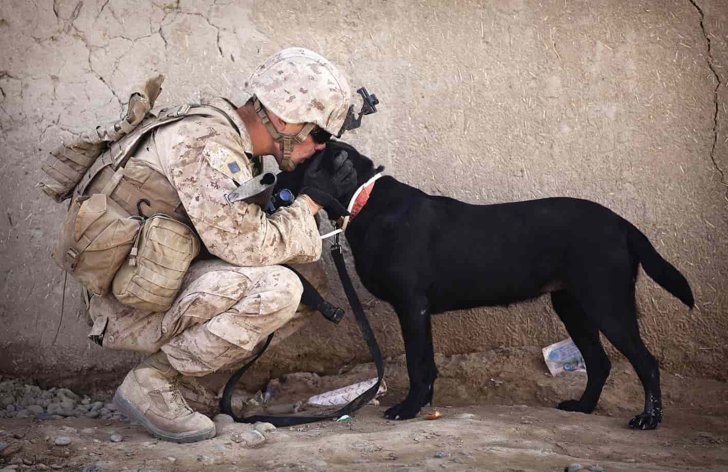 Soldier pitbull Soldier and pitbull hug each other