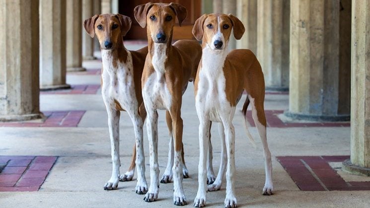 Azawakh 2019 Azawakh is one of the newest breed in 2019