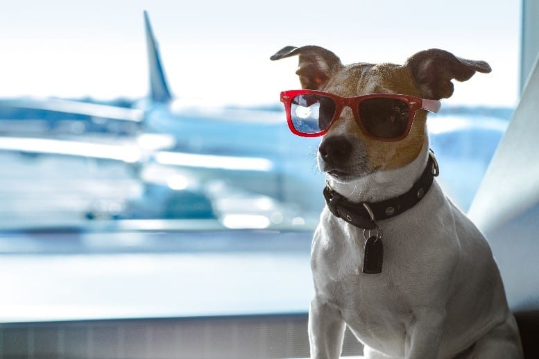Air dog glasses Dog wearing glasses at airport