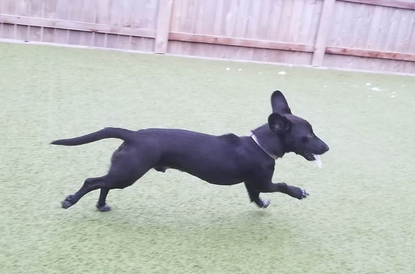 Bohdi running Nicky's dog Bohdi running the back yard