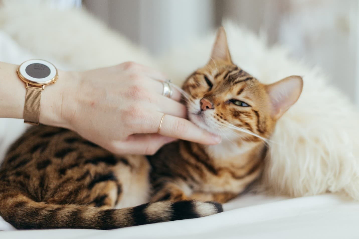 Cat cuddling Cat cuddling with parent