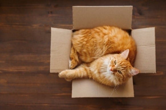 Cat in box Cat in cardboard box