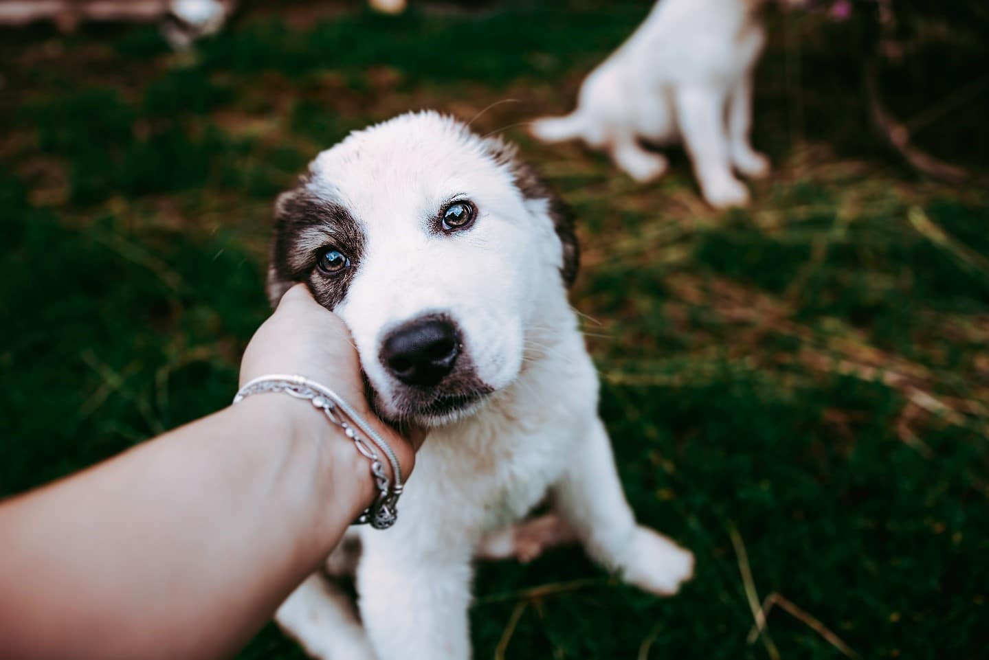 Close up month owner Close up Responsible Pet Owners Month