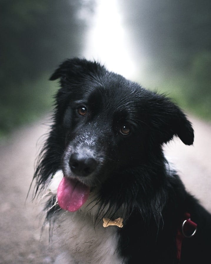 Collie dog Collie close up shot