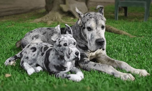 Cuddle Clones Cuddle Clones for you Valentine's day