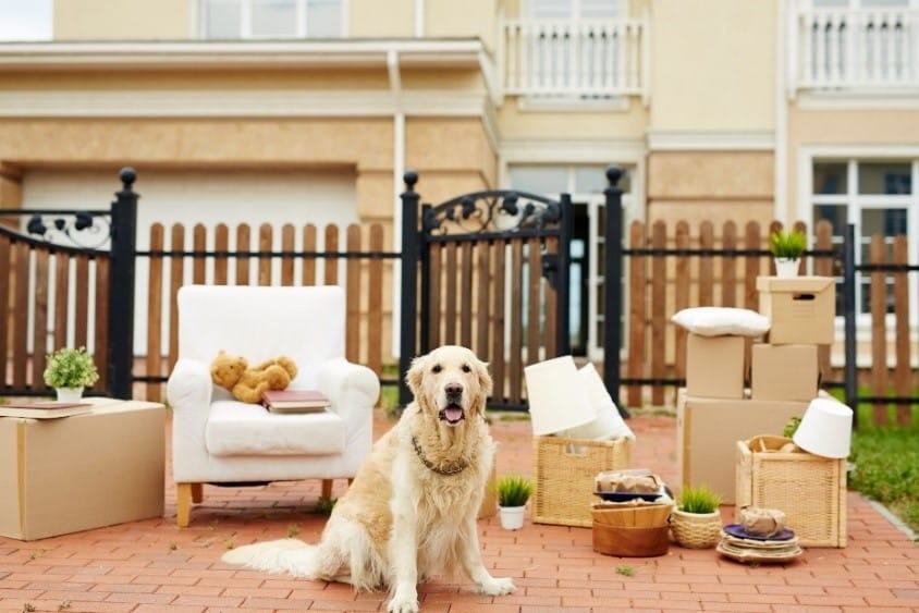 Dog box outside Dog moving into pet friendly house