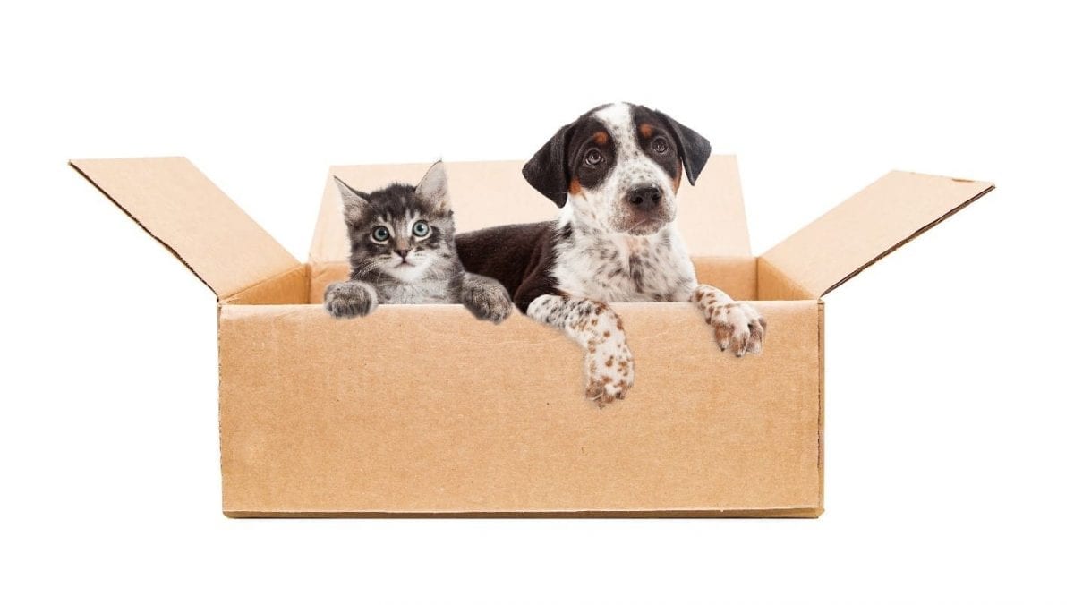 Dog and cat moving box Dog and cat in moving box together