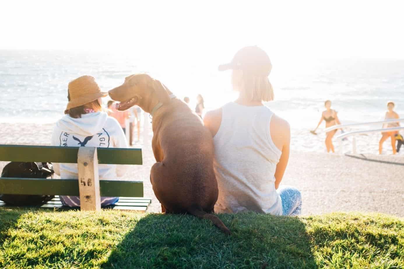 Dog woman beach Dog and woman sits at beach in summer