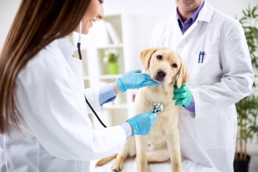 Examination at vet Dog taking examination at vet