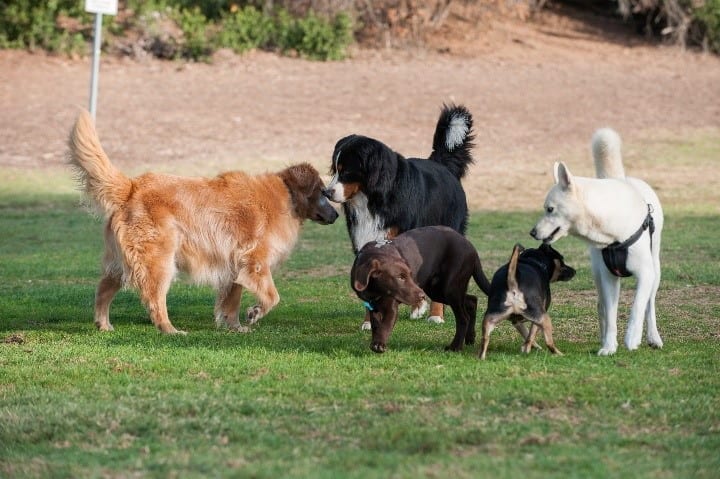Kinds of dogs park A variety of dogs playing at parl