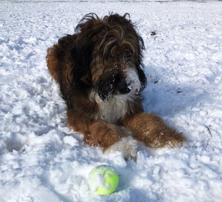 Leon snow Leon in snow