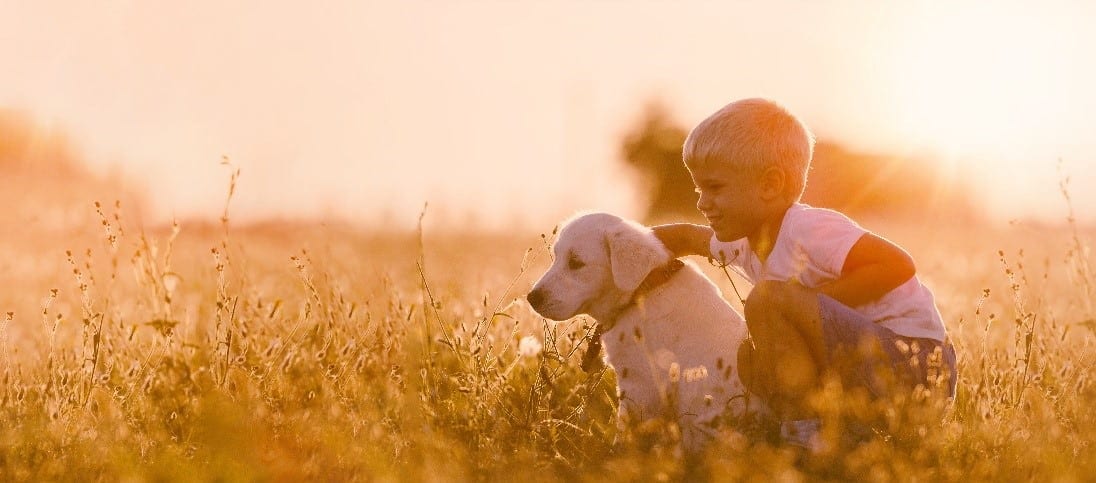 Little boy dog Little boy and puppy at field