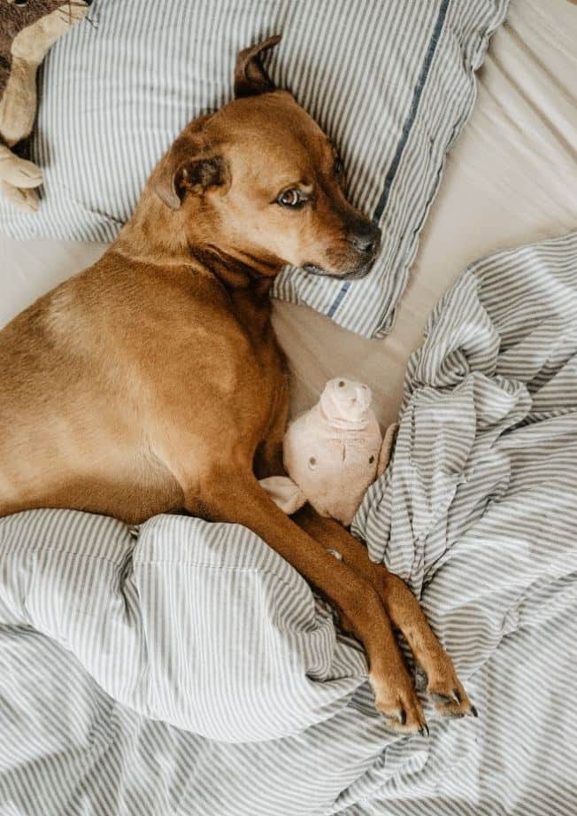 Lying brown dog Brown dog lying on the bed with stuffed toy