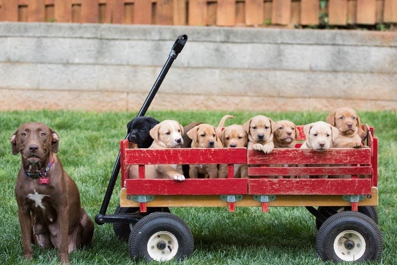 Many pappies Many puppies in red wagon