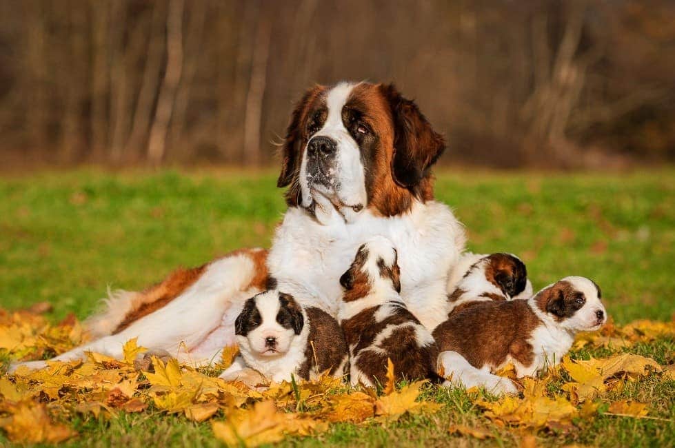 Parent and puppies Parent and puppies hang out in park
