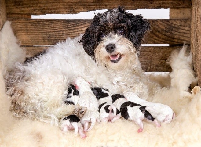 Parent feeding Parent dog feeds puppies
