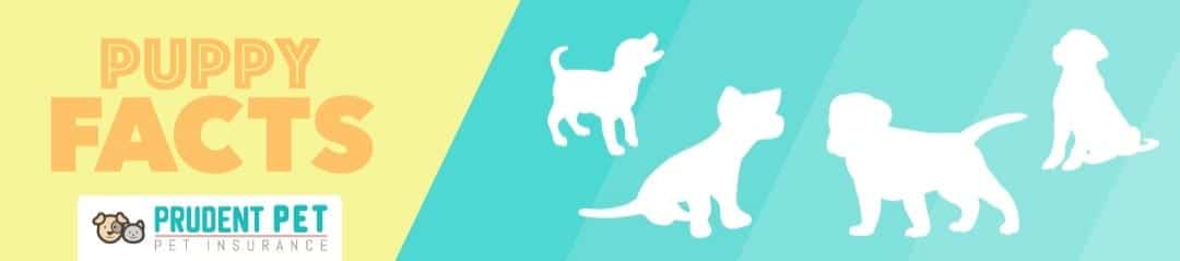 Puppy facts Prudent Pet Prudent Pet puppy facts and pregnancy