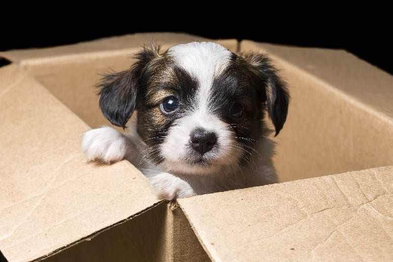 Puppy in moving Puppy in a cardboard moving box