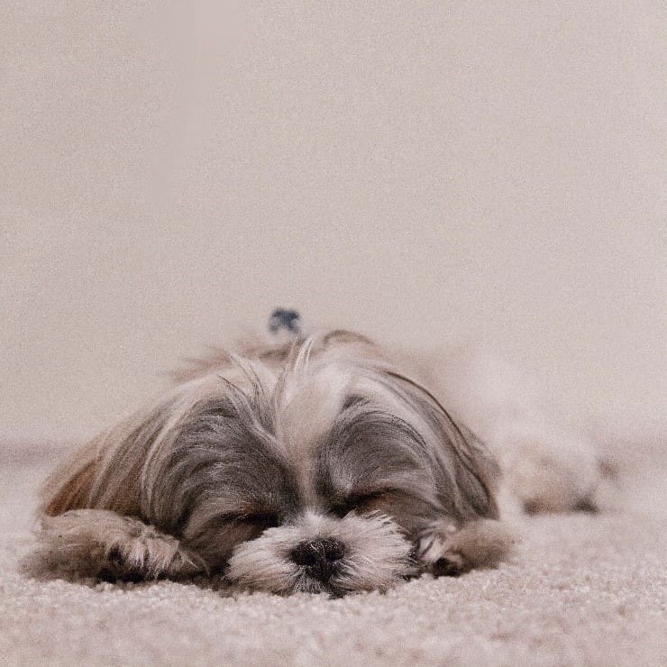 Shih Tzu sleeping Shih Tzu sleeping on carpet