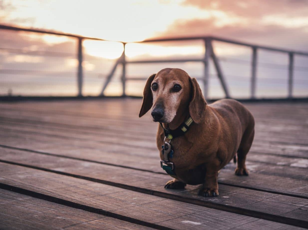 Short brown dog Short dog on jetty