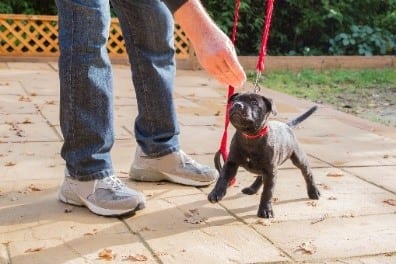 Tiny dog black Leashed tiny black dog with parent