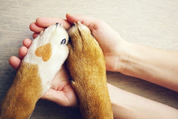 Two paws Two paws on a hand
