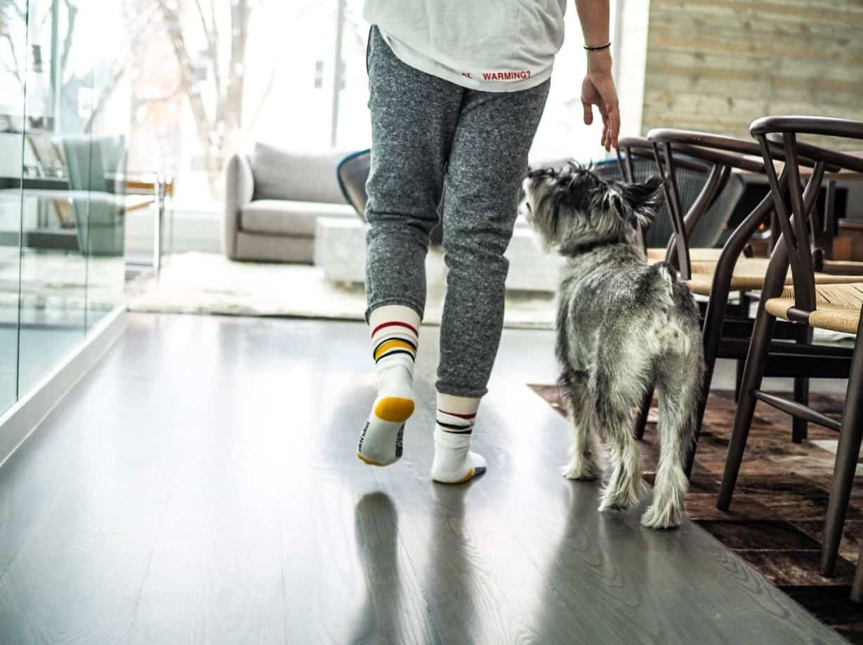 Dog and parent in living room Dog and parent walking on wooden floor