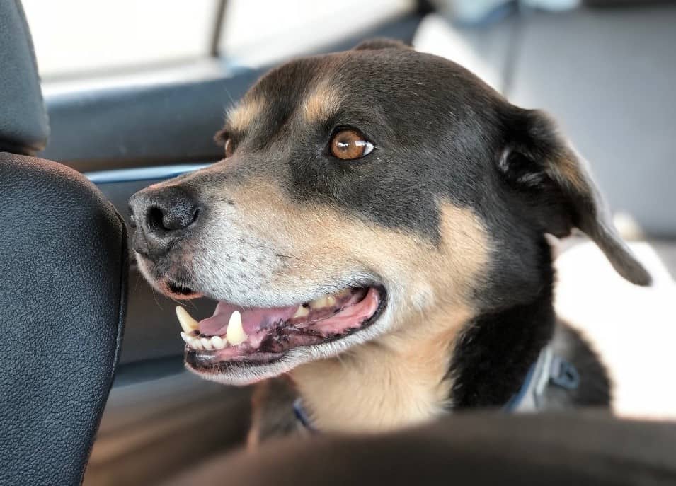 Walter car Brittany's dog Walter in car