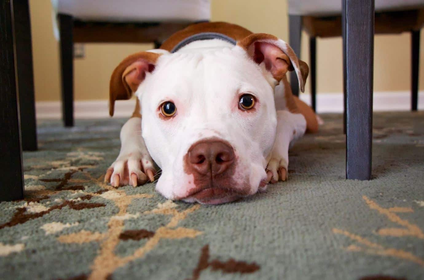 Pitbull mix under table White faced pitbull mix under table