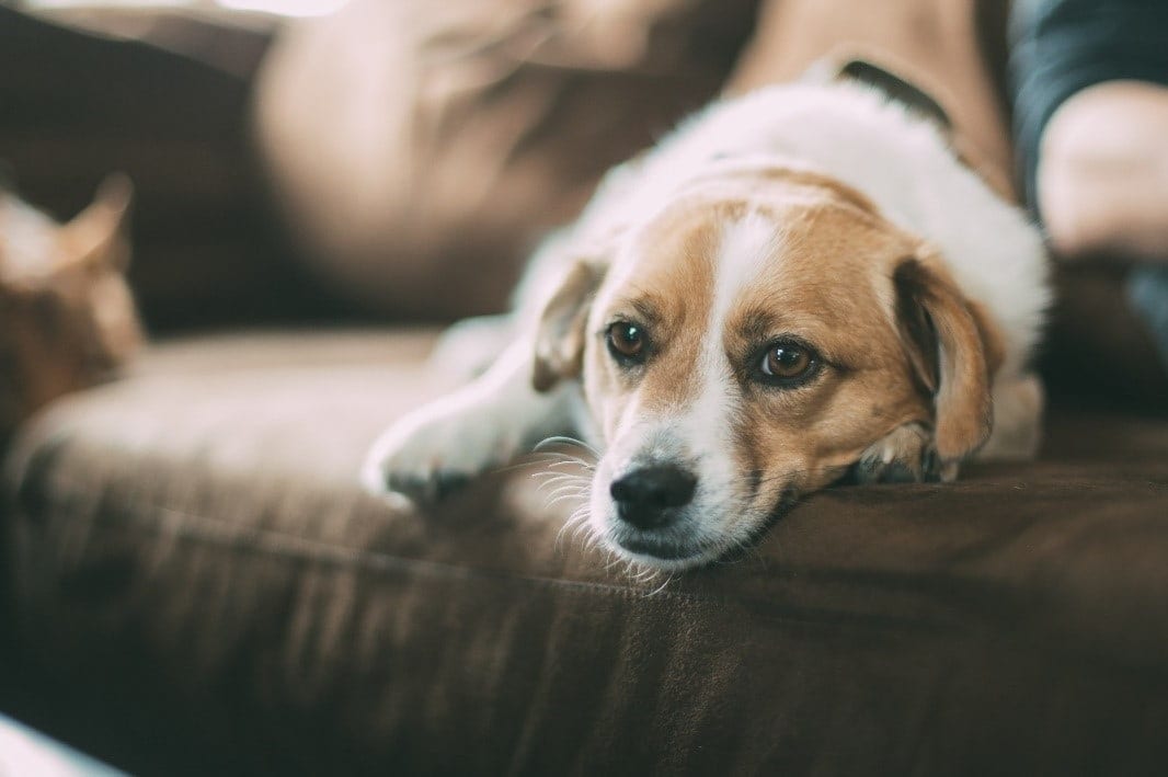 Dog relaxes on the couch