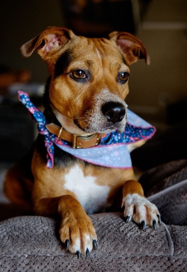 Dog with a scarf shows emotional expressions