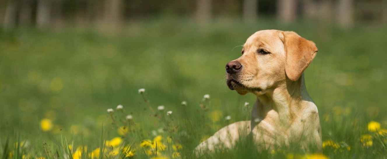 Labrador spring Labrador sitting in spring park