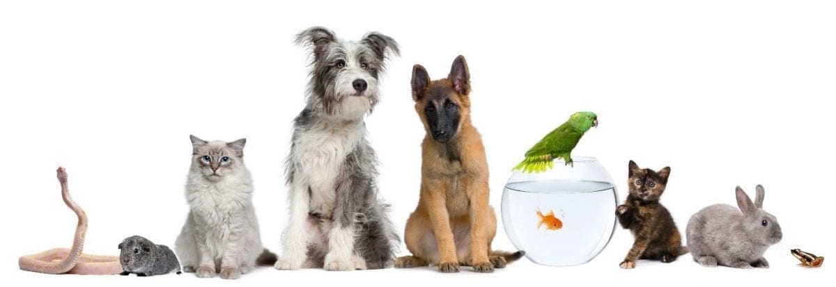 All Types of Animal Pets Many kinds of animals in line