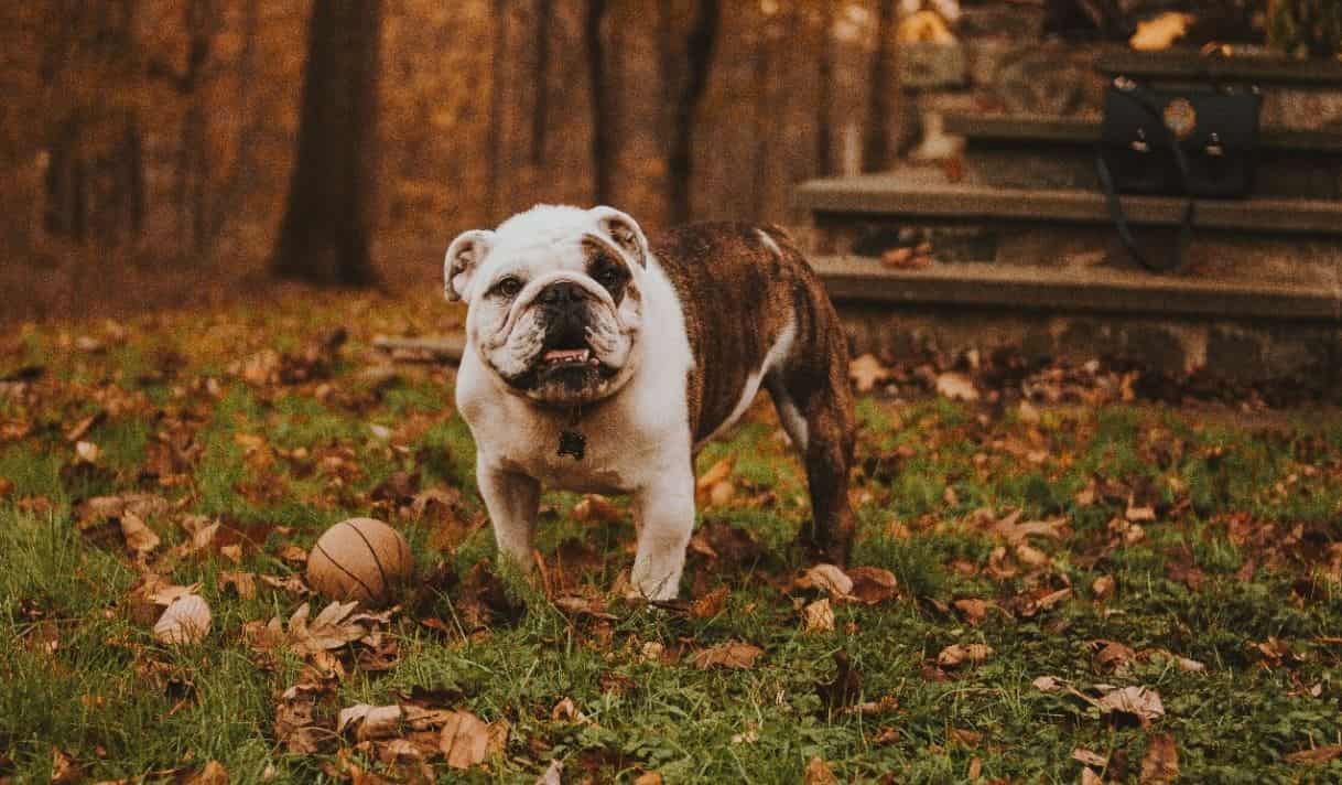 Bulldog at backyard