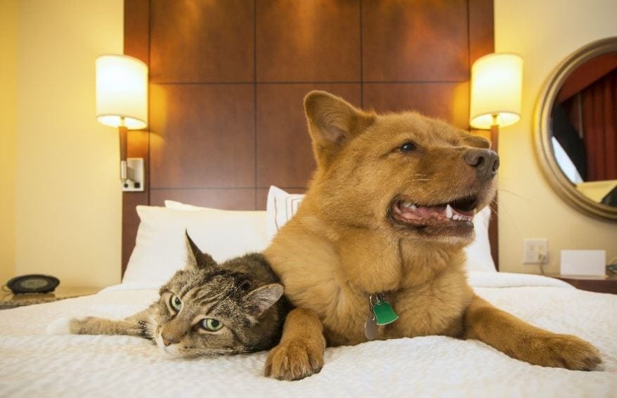 Dog cat bed Dog and cat lying on the bed together