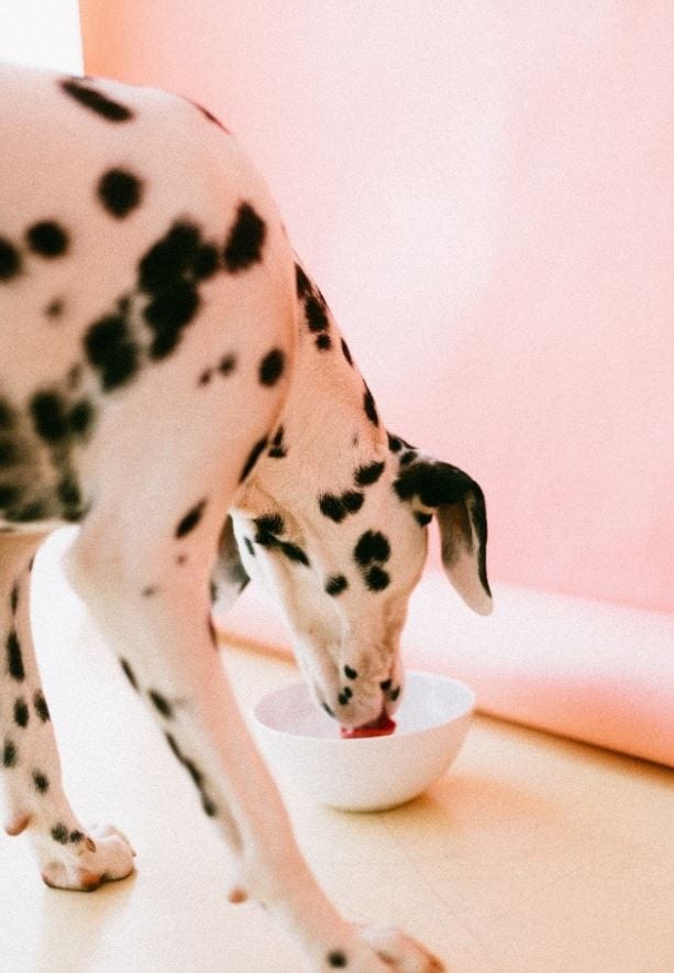 Dalmatian feeds in apartment