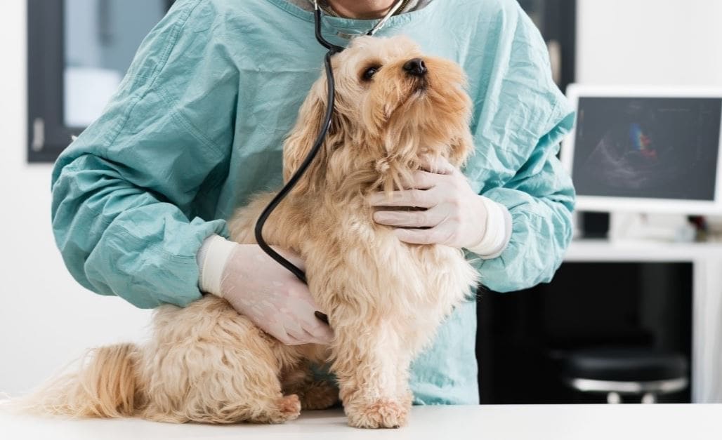 Dog examine Vet examine dog